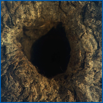1O3.gif